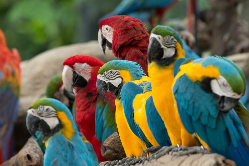 loros reunión