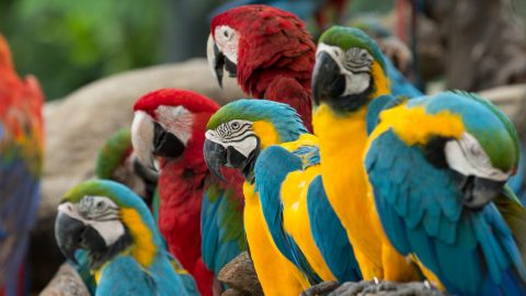 macaw bird loros reunión